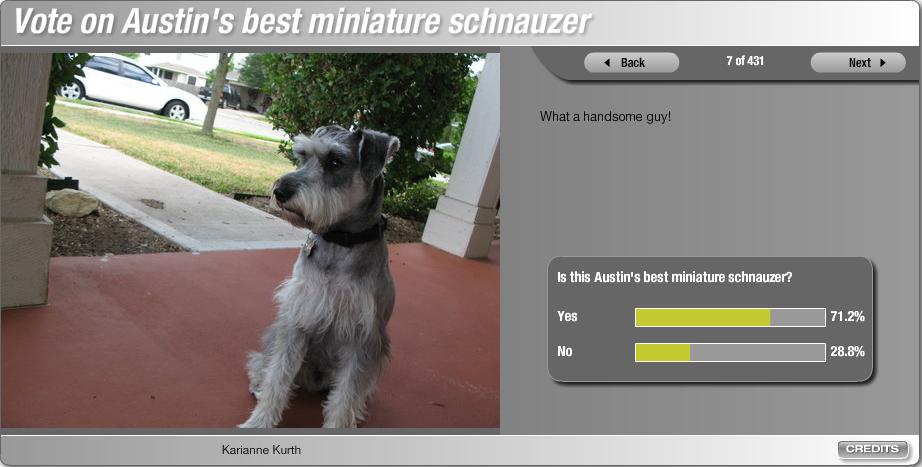 Best looking schnauzer in austin
